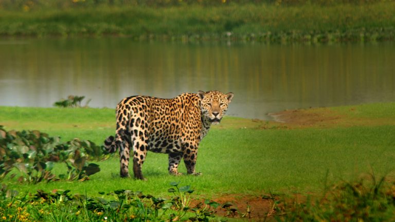 Jaguar sauvage dans le Pantanal