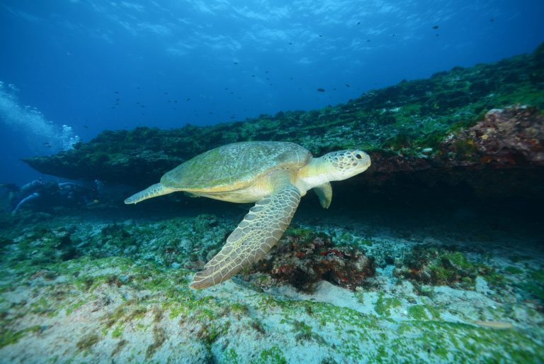 Tortue lors d'une séance de plongée à Fernando de Noronha