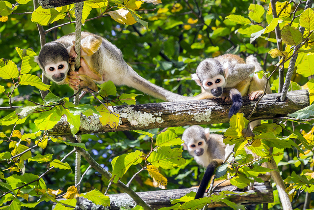 singes en Amazonie 3